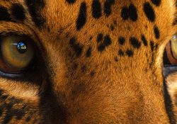 Promueve WWF conservación del jaguar con muestra fotográfica