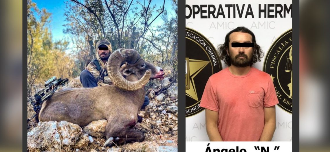 Captura la policía a un cazador furtivo extranjero; era un ejemplar en producción de cimarrón