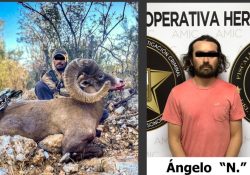 Captura la policía a un cazador furtivo extranjero; era un ejemplar en producción de cimarrón