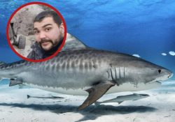 Hallan en el estómago de un tiburón restos de hombre desaparecido en Argentina