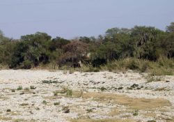 Conagua declara a municipios de Nuevo León con ‘sequía extrema’