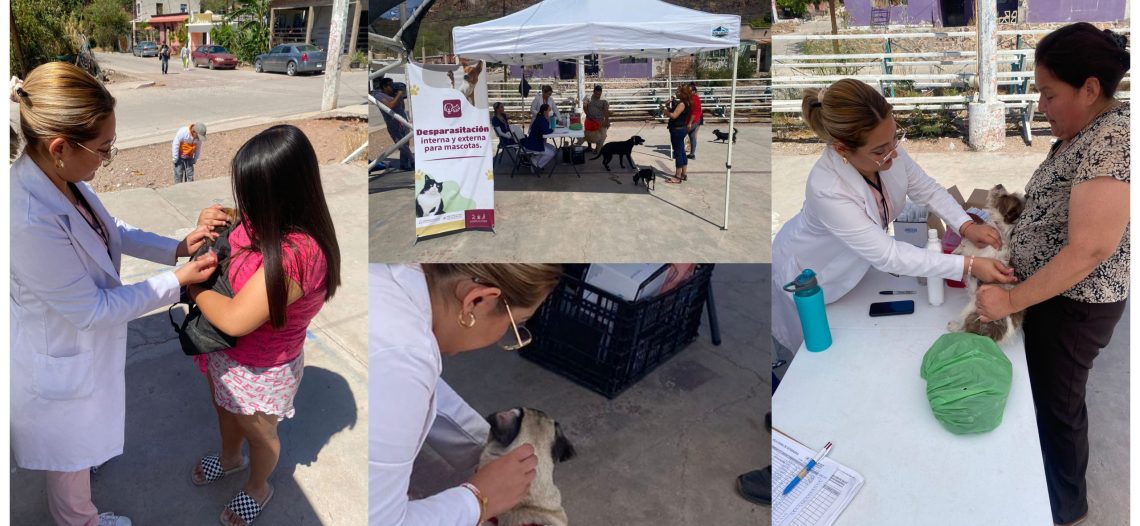 Avanza Jornada de Desparasitación interna y externa para mascotas
