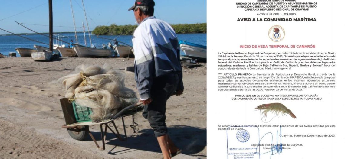 Inicia este jueves la veda camaronera; serán 6 meses de protección a la especie