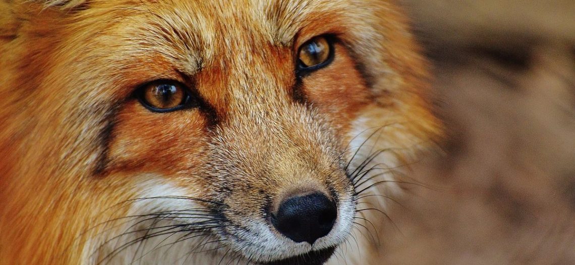 Francia reporta brote de gripe aviar en zorros rojos al noreste de París