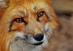 Francia reporta brote de gripe aviar en zorros rojos al noreste de París