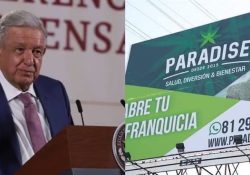 Fox y familiares acapararon 63 permisos para la venta de cannabis