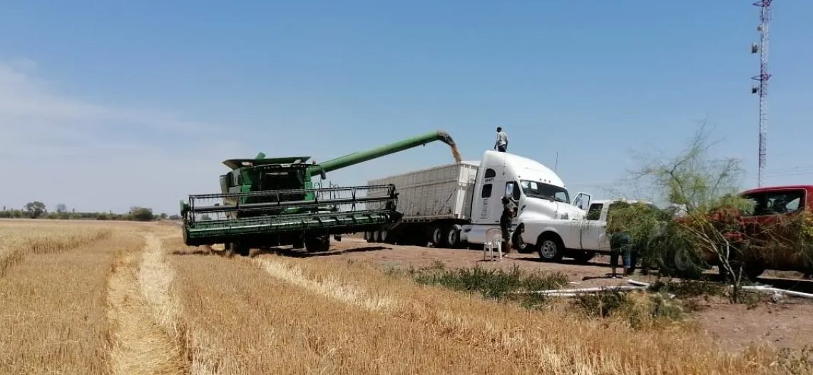 Van a CDMX representantes de productores sonorenses; insisten en lograr mejor precio en los granos