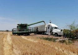 Van a CDMX representantes de productores sonorenses; insisten en lograr mejor precio en los granos