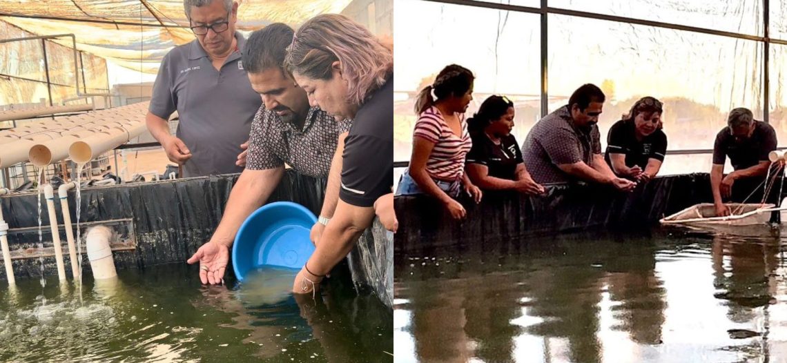 Mujeres egresadas de la Universidad del Bienestar, desarrollan granja integral de peces