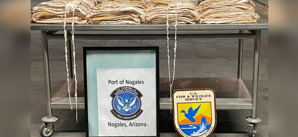 Aseguran en Nogales Arizona mas de 100 kilos de buche de Totoaba, con valor de mas de 2 millones de dólares en el mercado negro.