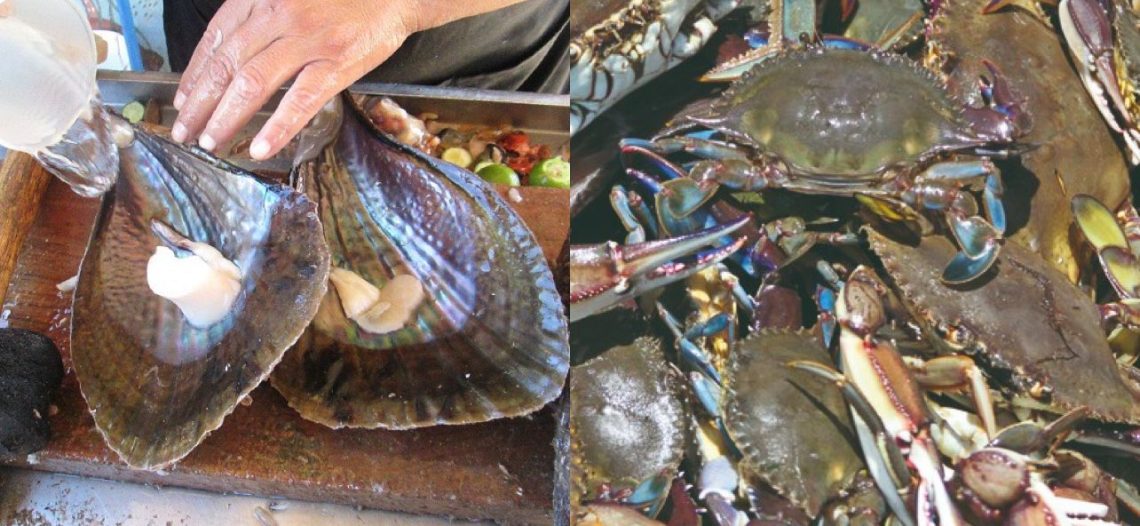 Terminan vedas del erizo rojo, jaiba y liseta, pero inician las de túnidos, robalo, caracol, callo de hacha y ostión