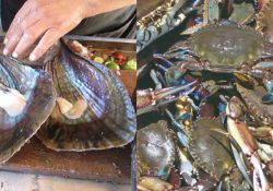 Terminan vedas del erizo rojo, jaiba y liseta, pero inician las de túnidos, robalo, caracol, callo de hacha y ostión