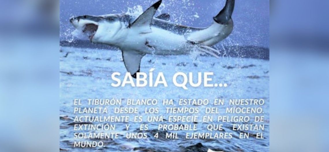 Frenan tráfico de 28 toneladas de aletas de tiburón