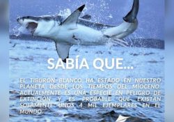 Frenan tráfico de 28 toneladas de aletas de tiburón