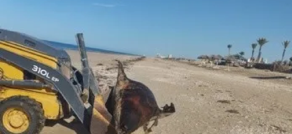 Encuentran a un enorme león marino muerto en playas de Puerto Peñasco