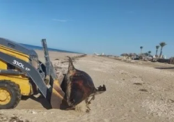 Encuentran a un enorme león marino muerto en playas de Puerto Peñasco