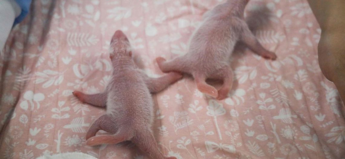 Zoológico de Corea del Sur celebra el nacimiento de las primeras pandas gemelas