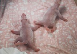 Zoológico de Corea del Sur celebra el nacimiento de las primeras pandas gemelas