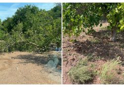 También los citricultores fueron afectados por la tormenta
