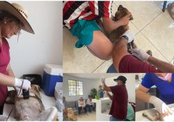 Mantiene Centro de Atención Canina y Felina servicios gratuitos.