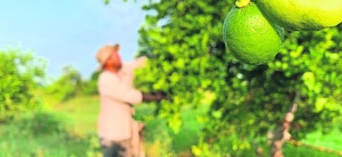 A la extorsión se suma el clima, para disparar el precio del limón; cuesta el triple que hace 5 años