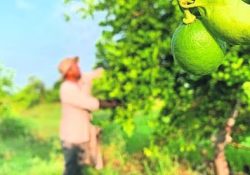 A la extorsión se suma el clima, para disparar el precio del limón; cuesta el triple que hace 5 años