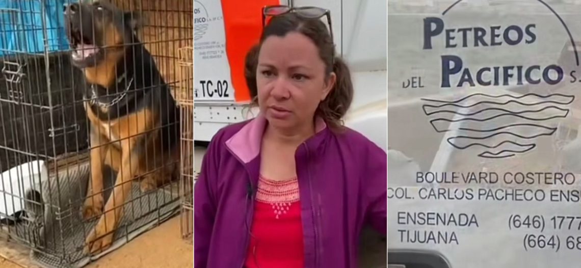 Maquinaria destruye albergue y mata a 22 animales; cierran la empresa propietaria
