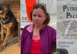 Maquinaria destruye albergue y mata a 22 animales; cierran la empresa propietaria