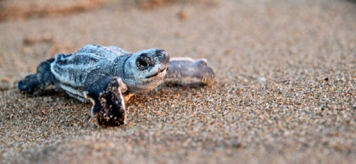 Profepa resguarda en incubadora 84 huevos tras desove de tortuga en Playa Los Algodones en San Carlos