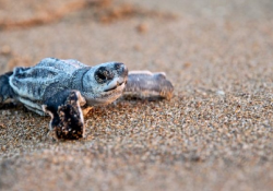 Profepa resguarda en incubadora 84 huevos tras desove de tortuga en Playa Los Algodones en San Carlos