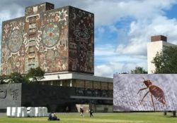 Se propaga plaga de chinches en la UNAM; varias escuelas tuvieron que suspender clases