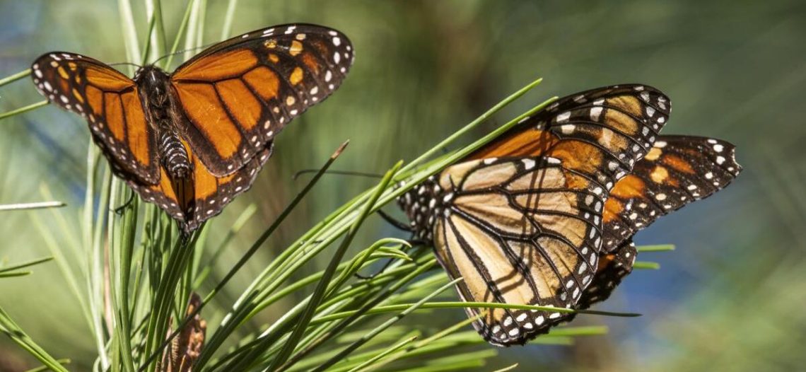 Frente frío causa retraso en llegada de mariposa monarca a santuarios