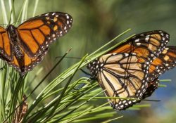 Frente frío causa retraso en llegada de mariposa monarca a santuarios