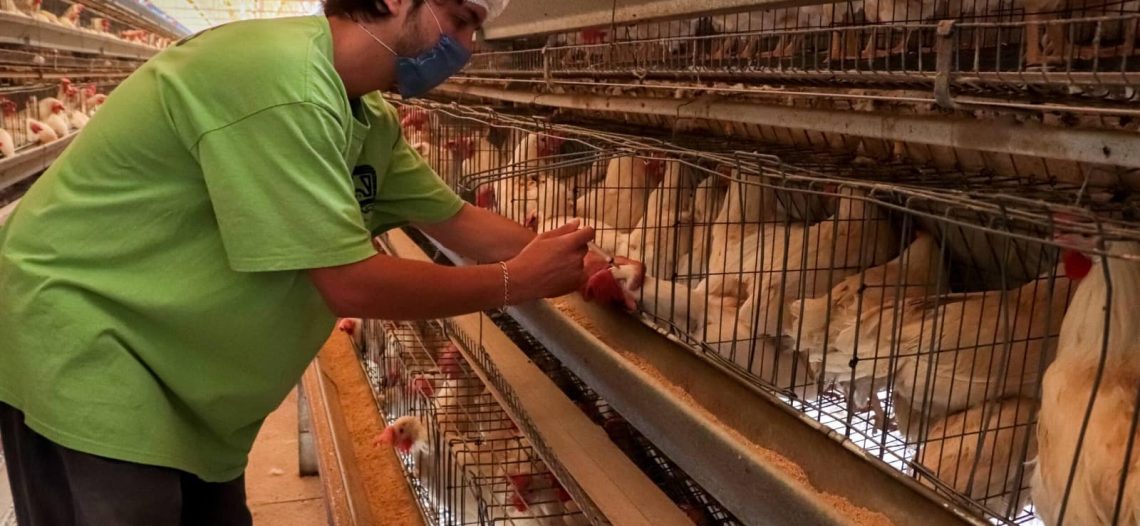 Senasica levanta la cuarentena por influenza aviar en Sonora