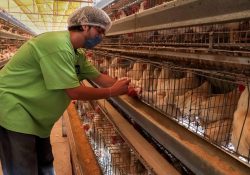Senasica levanta la cuarentena por influenza aviar en Sonora