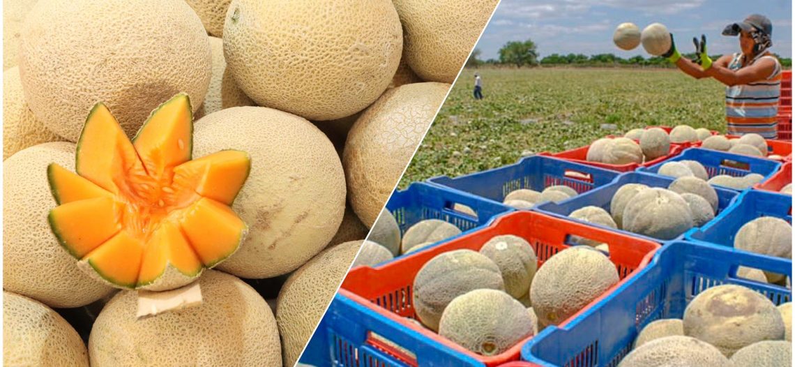 Descartan salmonella en melón de Sonora