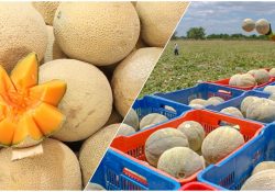 Descartan salmonella en melón de Sonora
