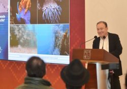 Anuncia Gobernador Durazo Sistema Arrecifal Artificial único en Latinoamérica