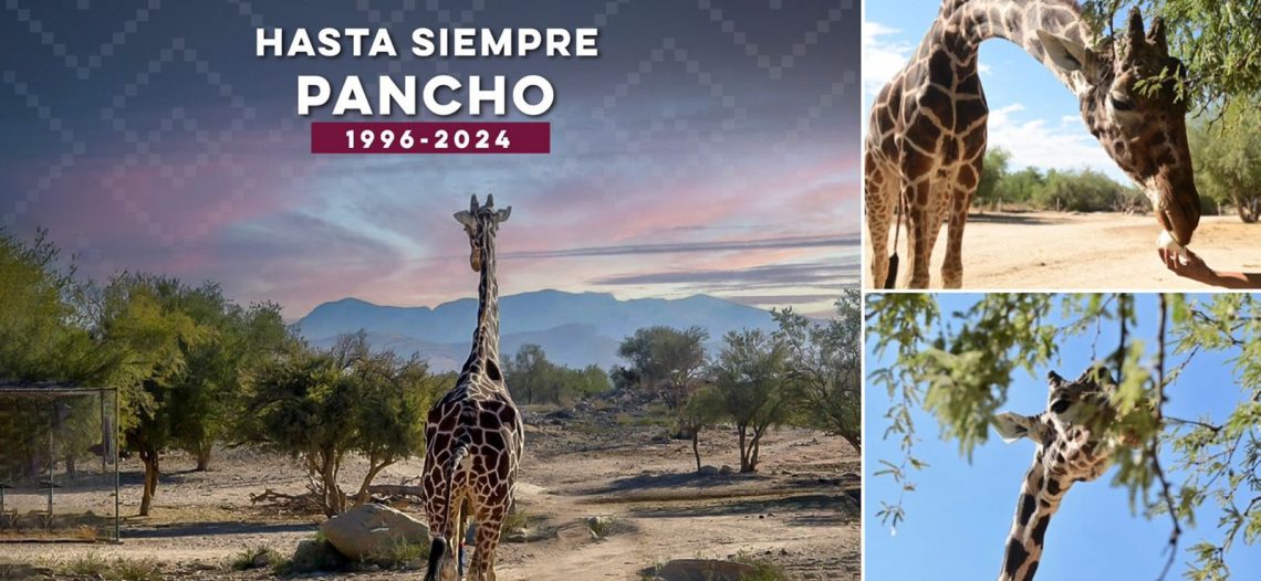 Murió la jirafa “Pancho”