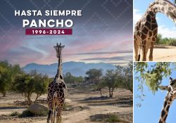 Murió la jirafa “Pancho”