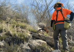 Combaten incendio forestal en Trincheras, Sonora; 135 hectáreas resultaron afectadas