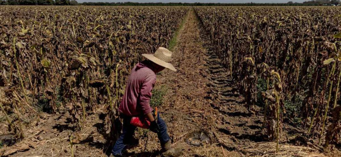 Producción de alimentos en riesgo, México enfrenta la peor sequía desde 1957