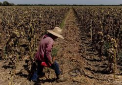 Producción de alimentos en riesgo, México enfrenta la peor sequía desde 1957