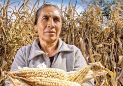 Prenden focos rojos en producción alimentaria; cuestionan datos oficiales