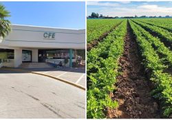 Golpe a productores: no llegó el subsidio y CFE asesta brutal aumento