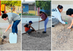 Entrega Ayuntamiento de Guaymas y Ecología Municipal árboles a vecinos del sector Centinela.