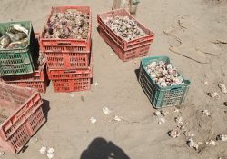 Aseguran productos del mar