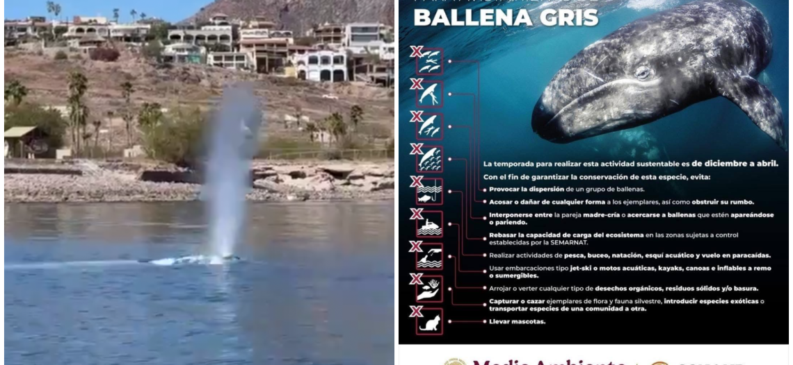 San Carlos recibe la visita de una ballena joven: Llamado a respetar las normas de avistamiento
