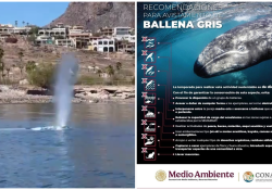 San Carlos recibe la visita de una ballena joven: Llamado a respetar las normas de avistamiento
