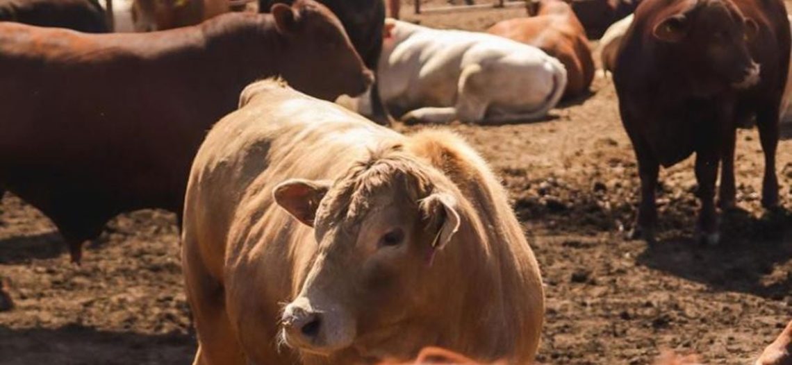 ‘Nuevo León se mantiene libre del gusano barrenador’, aseguran ganaderos